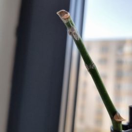 plantele din apartament atacate de paduchi lanosi