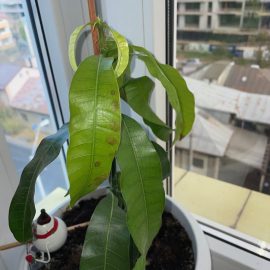 Mango – pete pe frunze