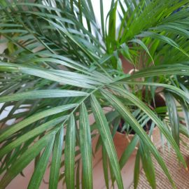 Palmier cu funze decolorate si varfuri uscate
