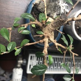 Caderea frunzelor la bonsai, panza alba - paduchi lanosi