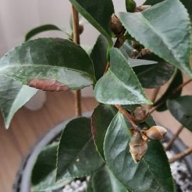 Euonymus japonicus – cadere frunze