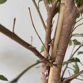 Ficus – insecte albe pe tulpina