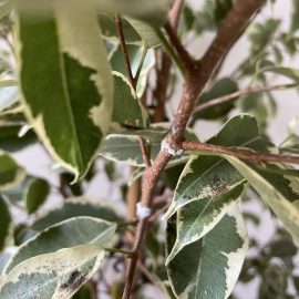 Ficus – insecte albe pe tulpina