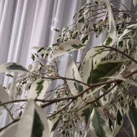 Ficus benjamin – ii cad multe frunze