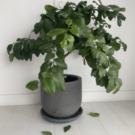 lamai – cad frunze verzi