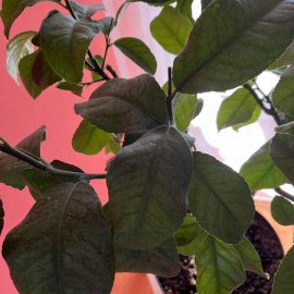 Lămâi de interior – panze pe frunze (acarieni)