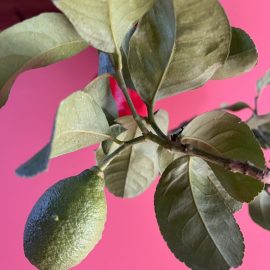 Lămâi de interior – panze pe frunze (acarieni)