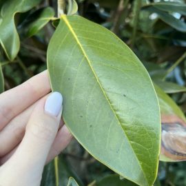 Magnolia Grandiflora – puncte negre pe frunze