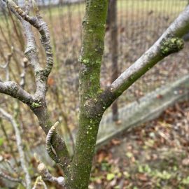 Magnolie Alba – licheni pe ramuri