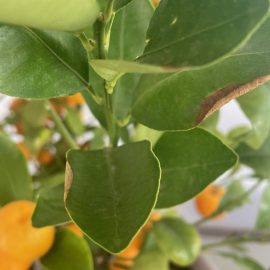 Mandarin – frunzele se usuca