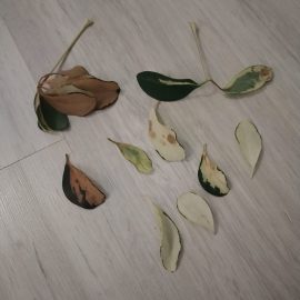Schefflera – frunze maronii