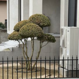 bonsai buxus – sfaturi ingrijire