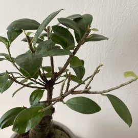Bonsai Ficus Ginseng – ii cad frunzele