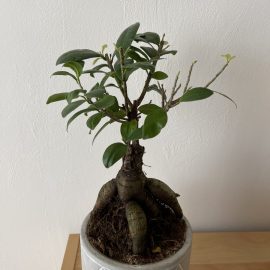 Bonsai Ficus Ginseng - ii cad frunzele