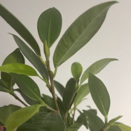 Ce specie este acest bonsai?