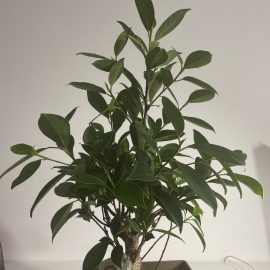 Ce specie este acest bonsai?