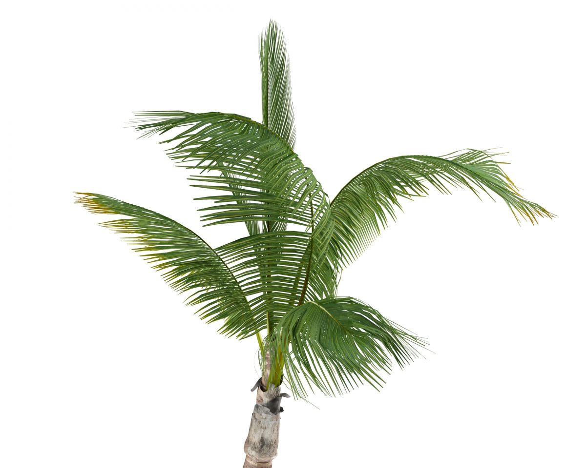 cocos-nucifera palmieri ingrijire