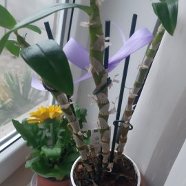 Dendrobium nobile - cu tulpini afectate