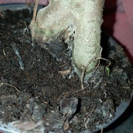 Ficus ginseng - mucegai in substrat