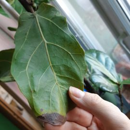 Ficus lyrata –  pete brune pe frunze
