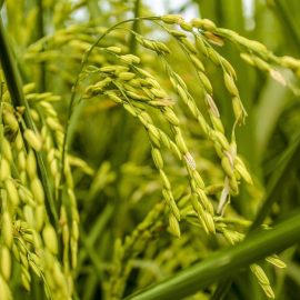 orez-cultivare-fertilizare-irigare