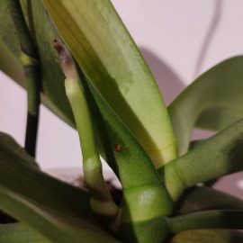 orhidee - simptome pe frunze