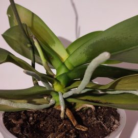 orhidee – simptome pe frunze