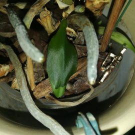 Orhidee - simptome de afectiune pe frunze
