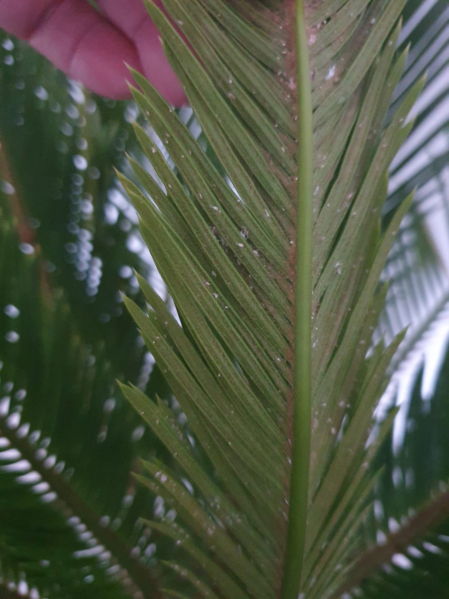 palmieri lanosi