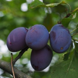 Pomi fructiferi prun - Comunitatea Botanistii