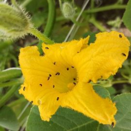 Insecte daunatoare purici - Comunitatea Botanistii