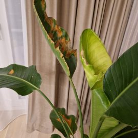 Strelitzia nicolai – pete brune pe frunze