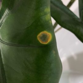 Alocasia Zebrina – pete galbene pe frunze