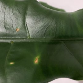 Alocasia Zebrina – pete galbene pe frunze