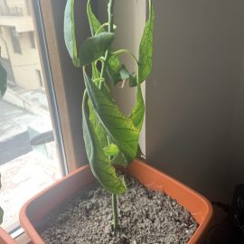 Avocado - frunze lasate
