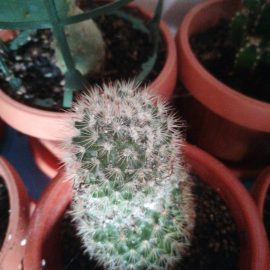 Cactusi - afectati de paduchi lanosi