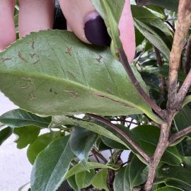 Camellia japonica – simptome pe frunze