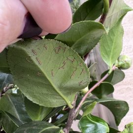 Camellia japonica – simptome pe frunze
