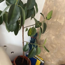 Ficus – inlocuirea substratului