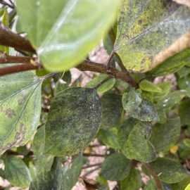 Hibiscus – fumagina si pete pe frunze