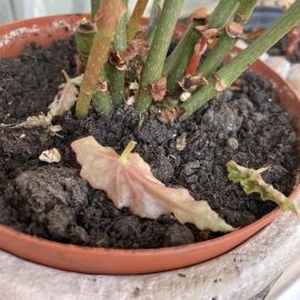 Begonia maculata depreciata