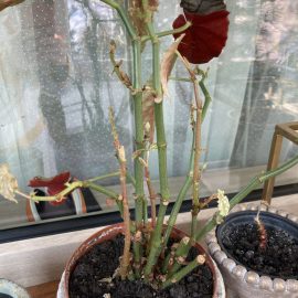 Begonia maculata depreciata