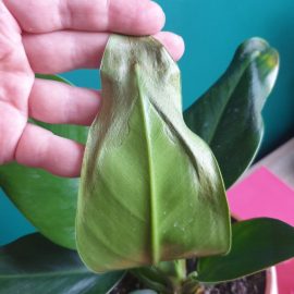 Philodendron – frunze afectate