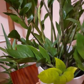 zamioculcas – frunze galbene la baza