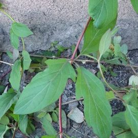 Planta taratoare in gradina – cum o elimin?