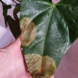 Anthurium cu pete brune pe frunze