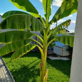 Bananier – ingrijire dupa fructificare