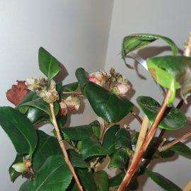 Camellia japonica - frunzele devin maro si cad