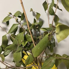 Camellia japonica – frunzele s-au pleostit