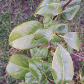 Camellia japonica – aspect devitalizat